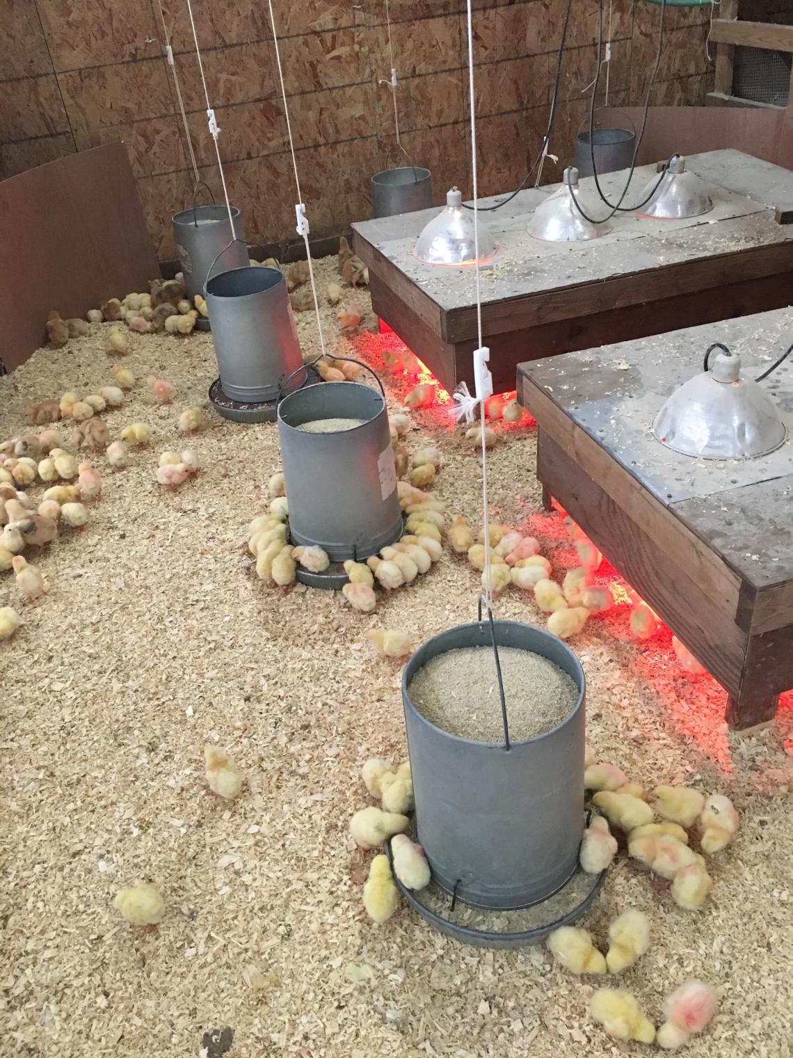 Meet the Chicks! This Year Going Virtual! - TC.Farm - Fine Food ...