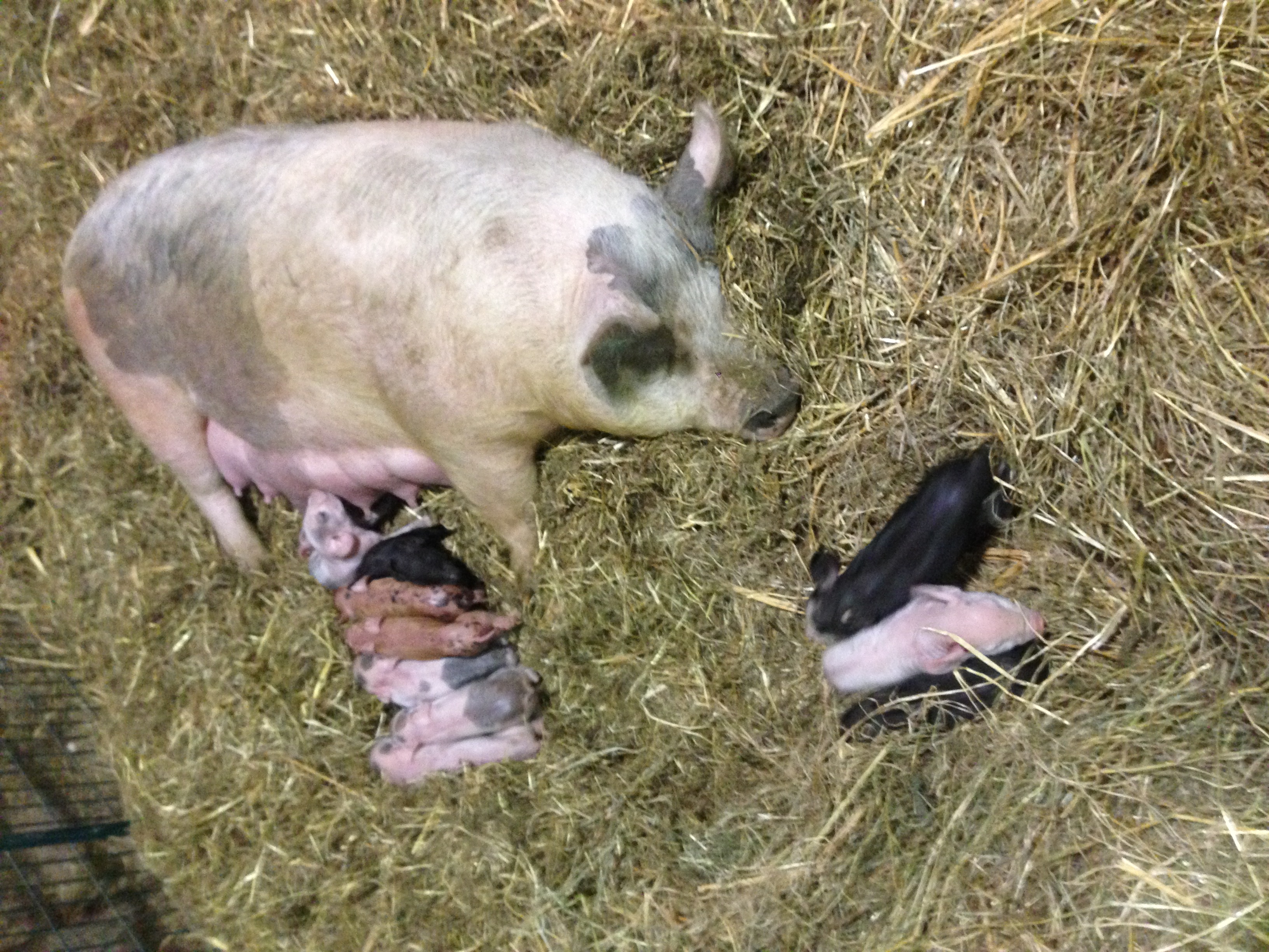 pasture born piglets