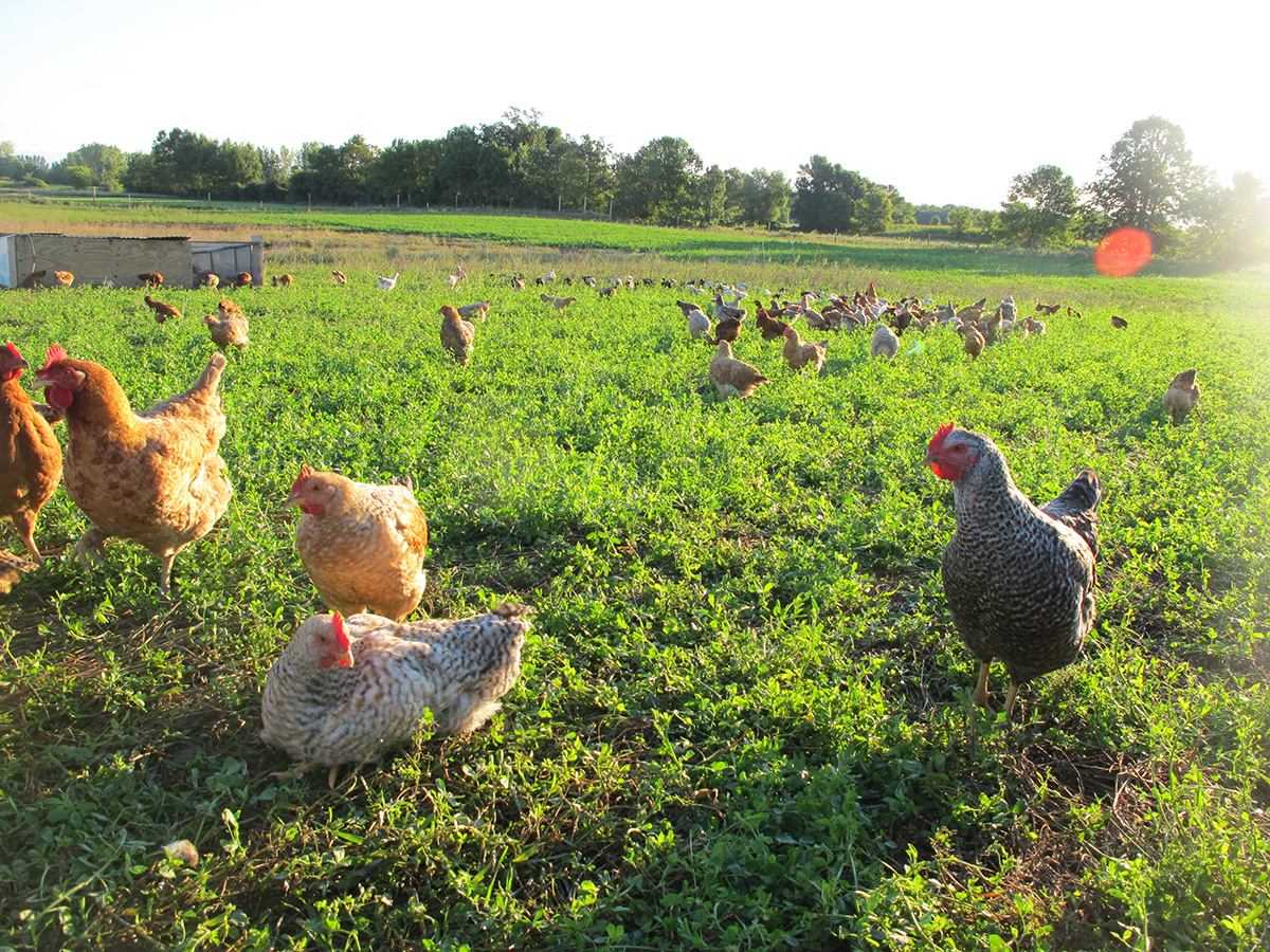 What do Hens Do on Lockdown? TC.Farm Fine Food Sustainably Raised